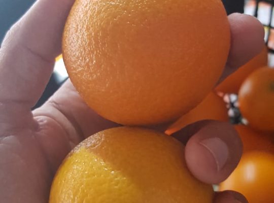 Orange, Citrus