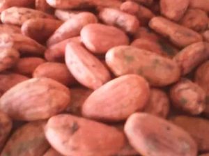 Dried Cocoa Beans