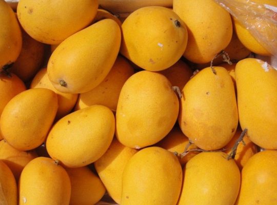 Egyptian mango